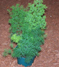 6" Fern Asparagus Ming  